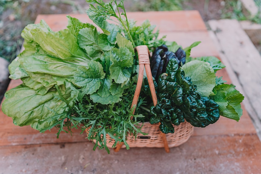A basket filled with a beautiful display of leafy greens in the garden.