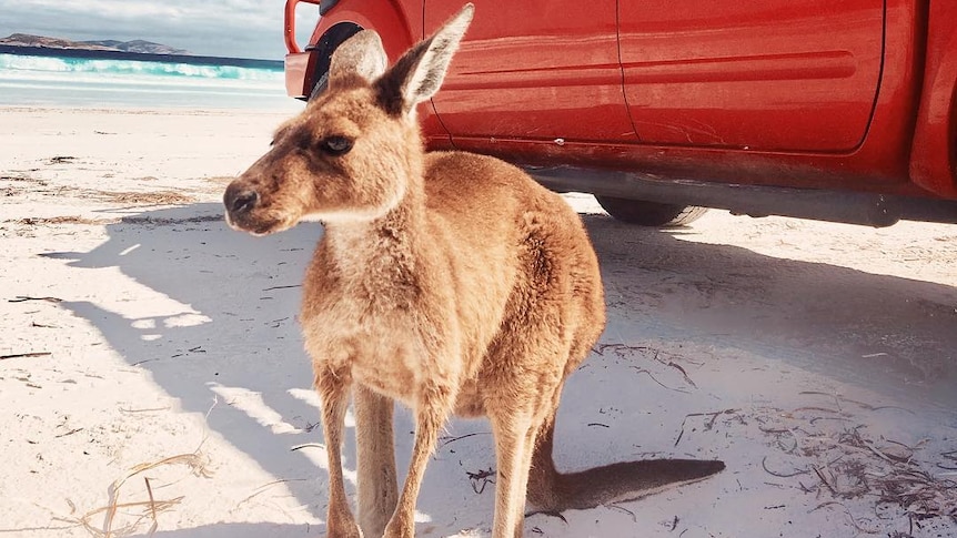 A kangaroo on a beach next to a red ute.