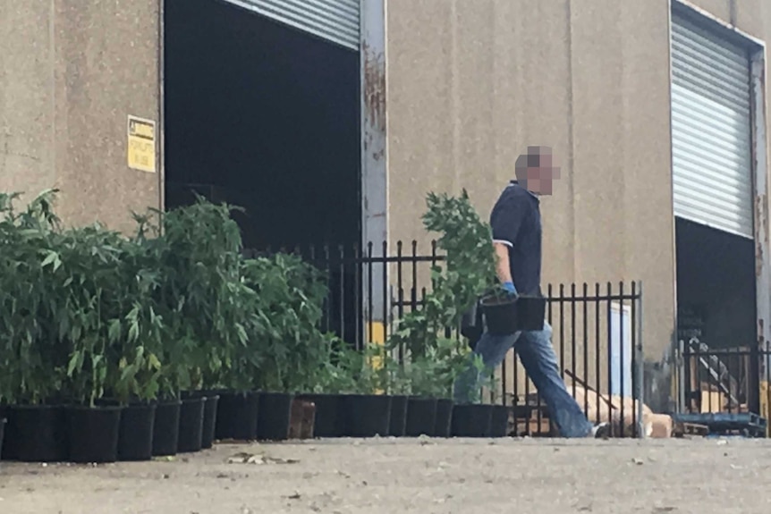 An undercover police officer removes cannabis plants from a warehouse in western Sydney.