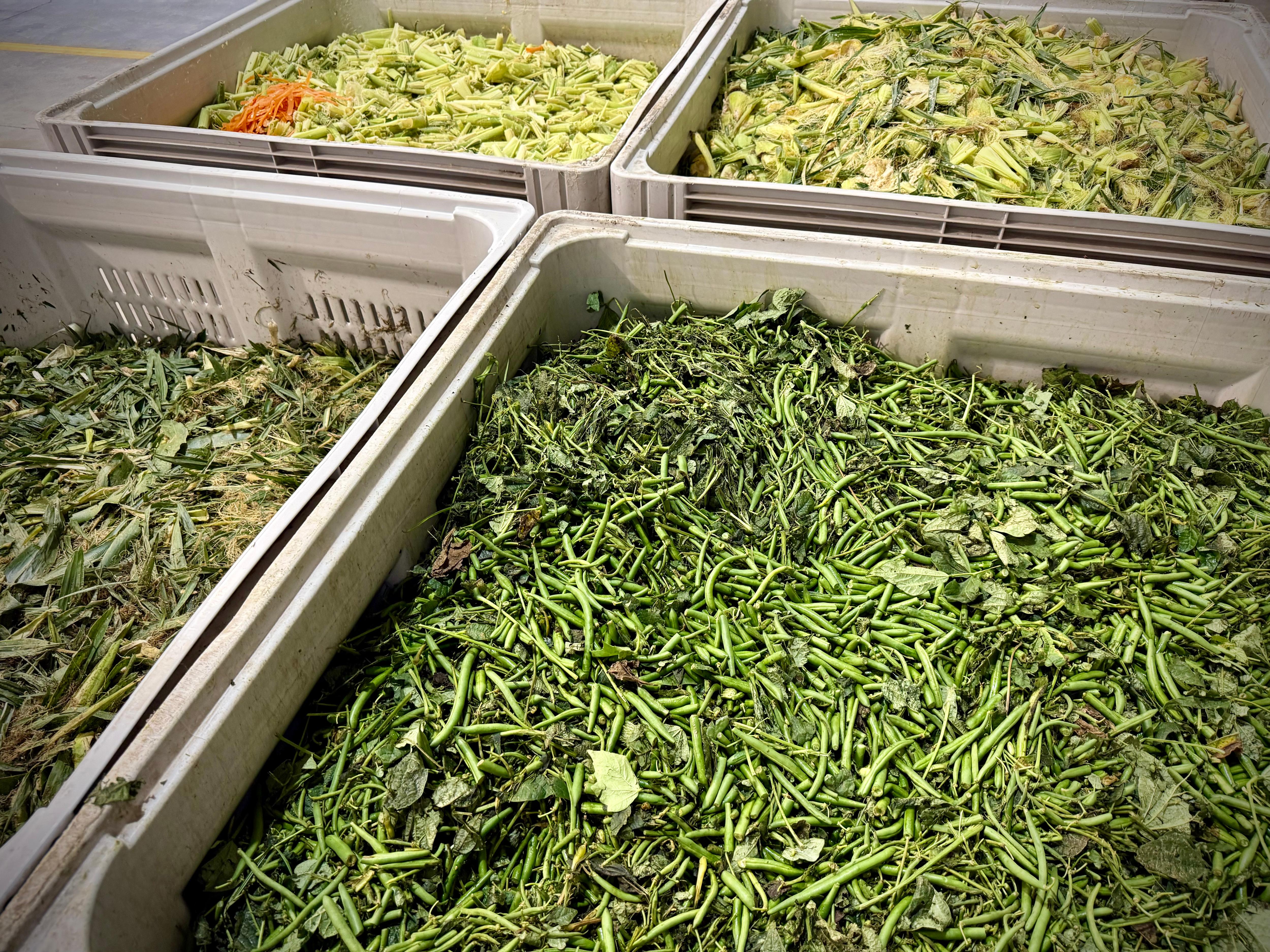 How vegetable scraps could soon help power Queensland homes