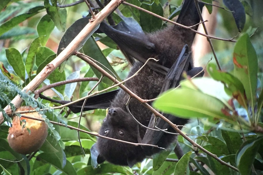 A Christmas Island flying fox.