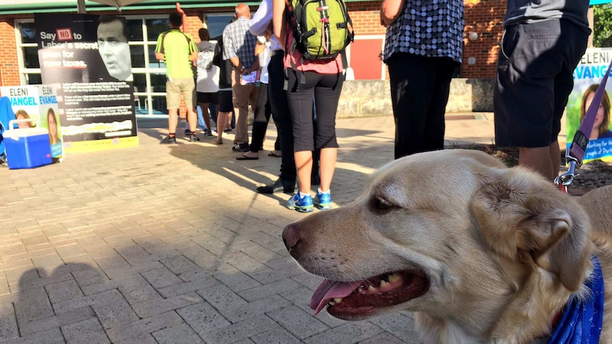 A close-up of a dog's face in a queue of voters.