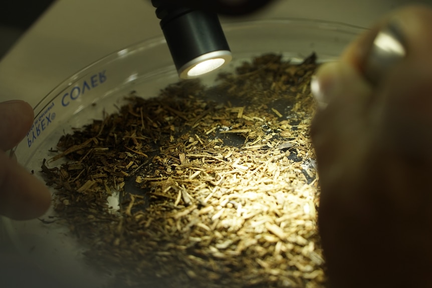 Mulch particles being examined under a microscope.