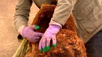 Dividing Elkhorns - Gardening Australia