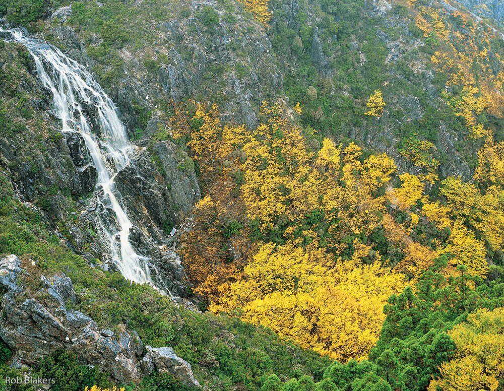 The fagus, Australia's only native winter deciduous tree, is turning