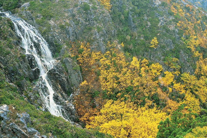 Deciduous beech and waterfall near Cradle Mountain