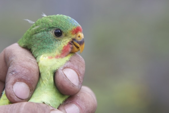 A Swift parrot is being held