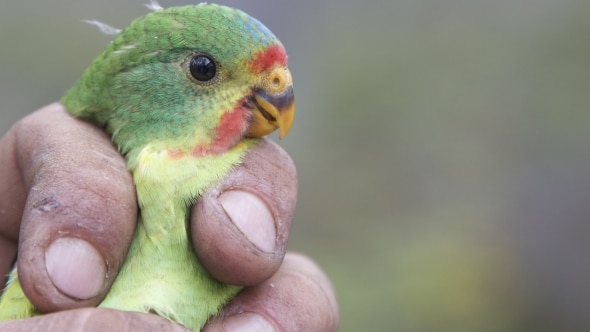 Concerns remain about future of the critically endangered Swift Parrot