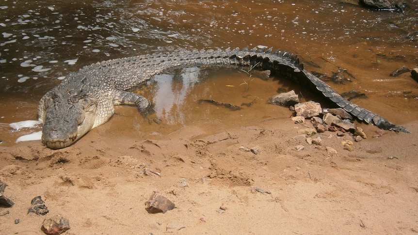 Hunt for croc killer