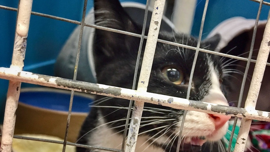 A kitten behind bars.