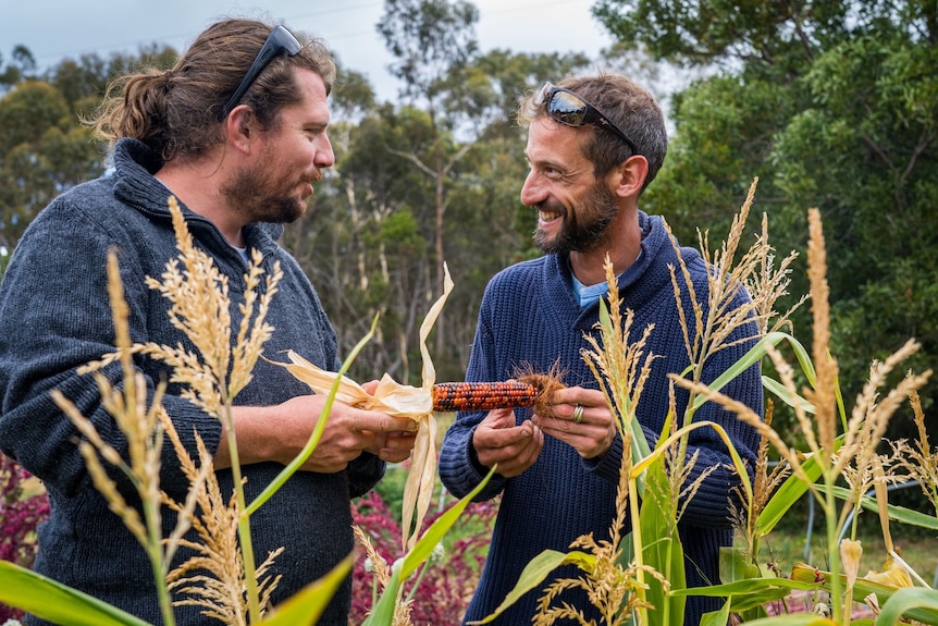 two men in vegie patch looking at corn