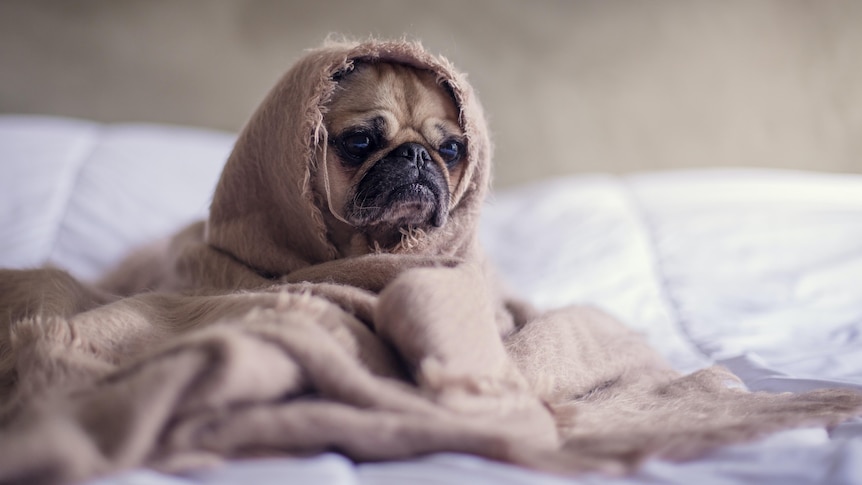 A grumpy pug sulking under blankets.