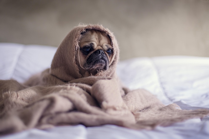 Photo of a pug wrapped up in a blanket on a bed looking worried