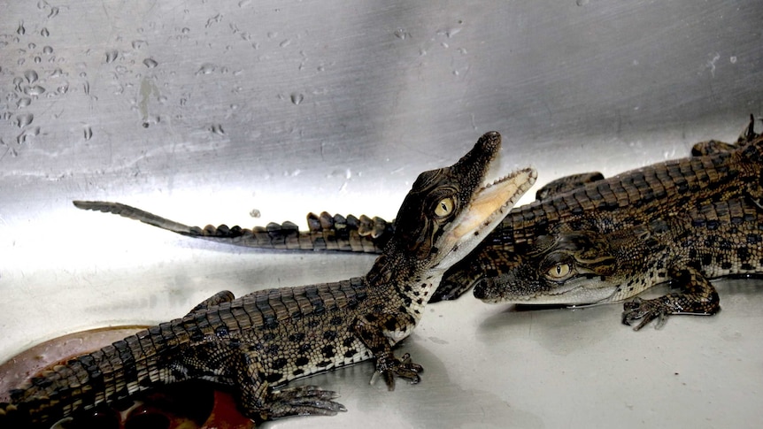 Saltwater crocodile hatchlings