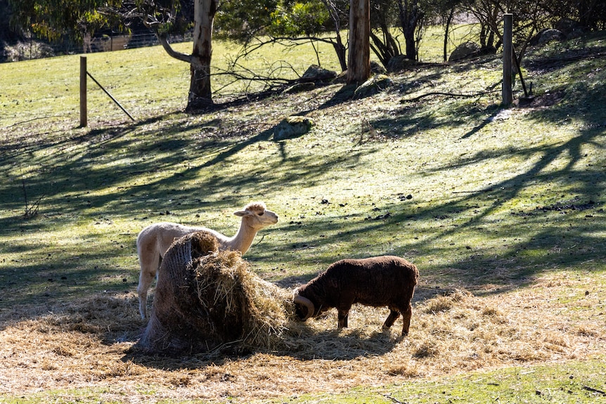 Koetong alpaca