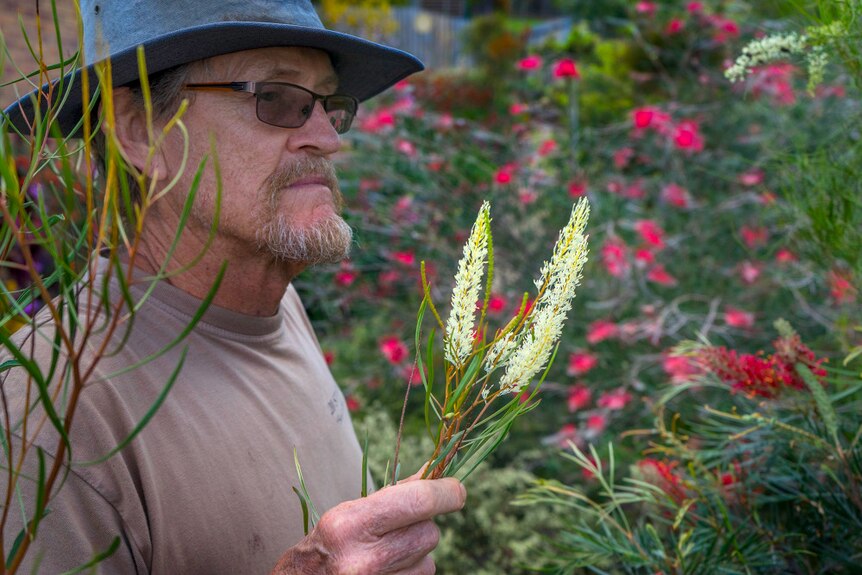 Richard Tomkin holds a hybrid variety of grevillea with a long light yellow flower.