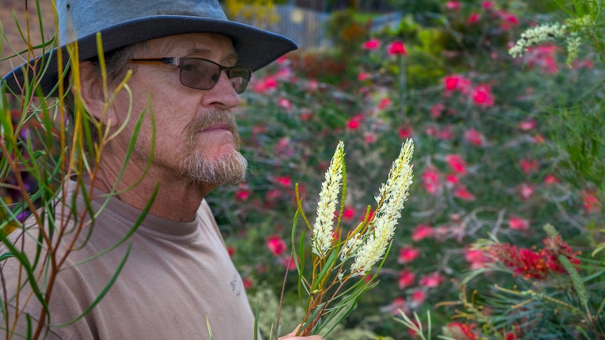 Richard Tomkin holds a hybrid variety of grevillea with a long light yellow flower.