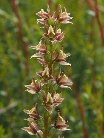 A beautiful leek orchid that grows in the Fleurieu swamps