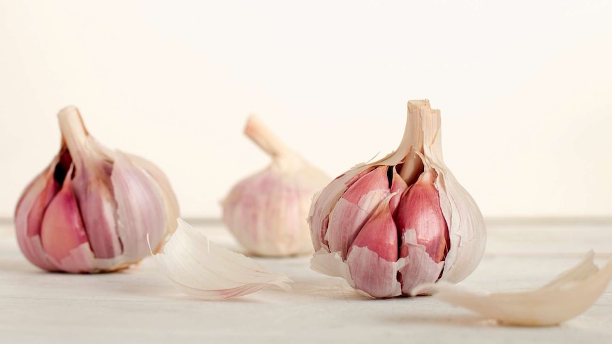 Garlic cloves for a story about herbs that can keep colds and flus away