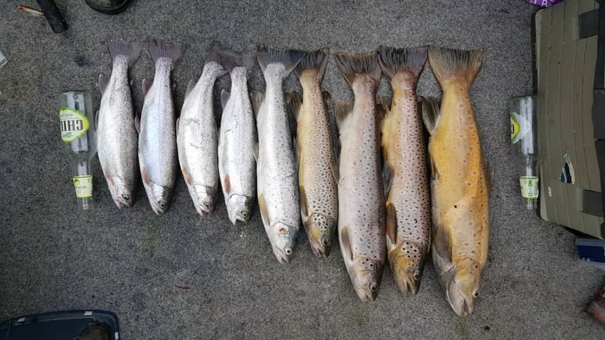 A row of trout.