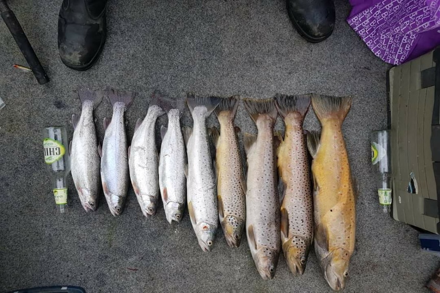 A row of trout.