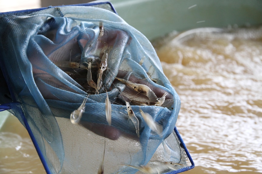 Shrimp in a net.