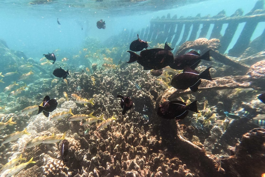 Fish on a wreck in the lagoon