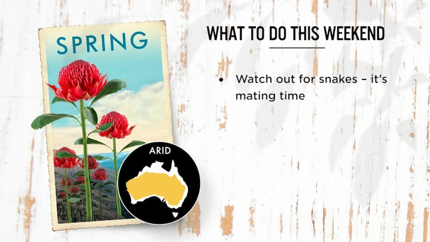 Gardening Australia's What To Do This Weekend: "Watch out for snakes — it's mating time"