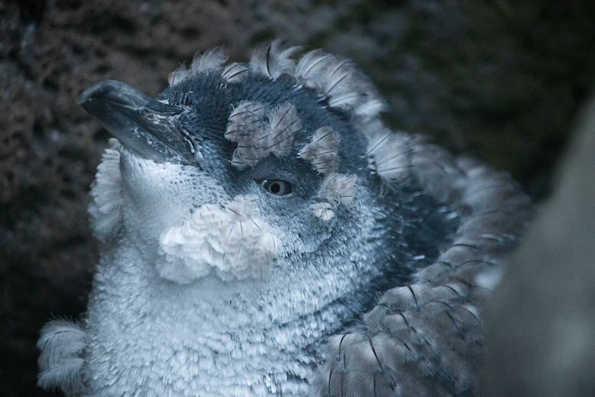 a close-up photo of a little penguin.