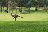 kangaroo jumping across gold course