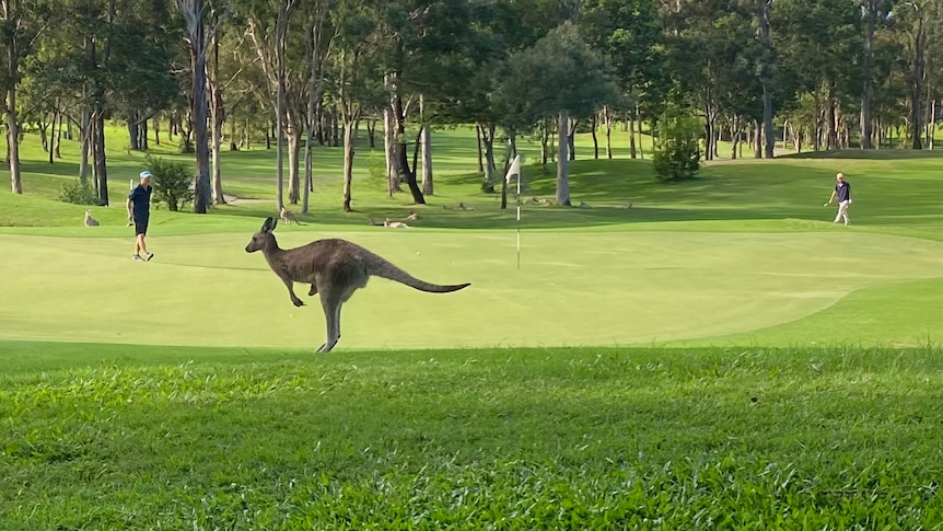 kangaroo jumping across gold course