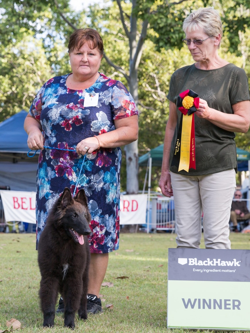 A woman hands a rosette to another woman who is parading her Belgian Shepherd at a dog show