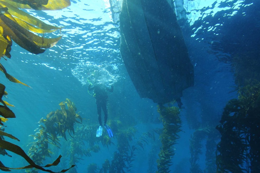 An underwater shot of a kelp forest with a diver and tinny also in the shot.