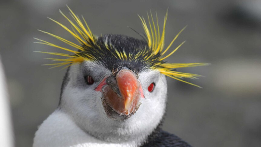 Close up spiky haired face of a penguin