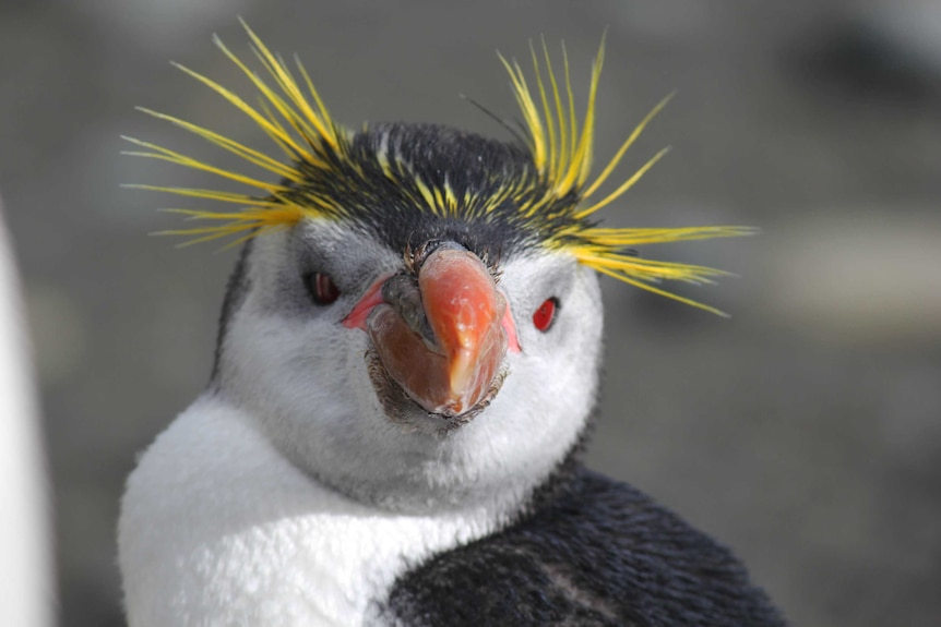 Close up spiky haired face of a penguin
