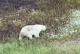 A polar bear spotted in the search for Canada's triple-murder suspects in northern Manitoba.