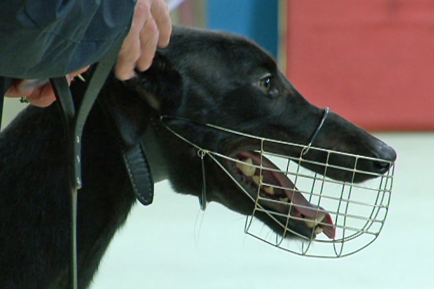 A black greyhound in a muzzle.