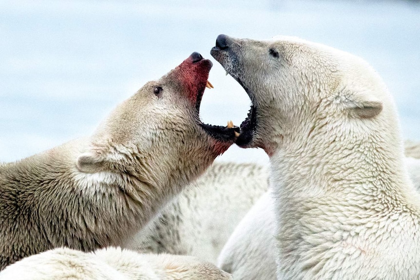 Two bears with jaws open, one with red blood stains, fighting.