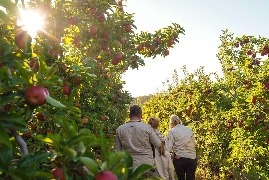 Two adults and two kids walk along a row of apple trees at sunset.