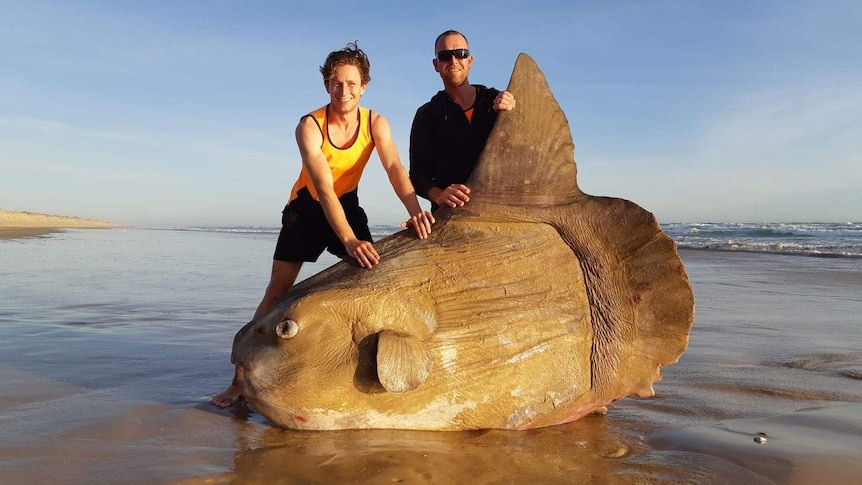 Two men stand behind a giant sunfish along the Coorong