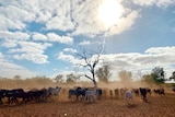Image of a large herd of cattle, standing around a tree under a cloudy sky, they're kicking up a lot of dust.