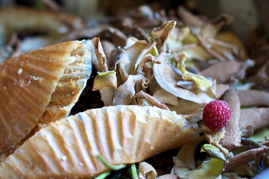 Cupcake wrappers, vegetable peelings and a raspberry in a compost bin.