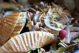 Cupcake wrappers, vegetable peelings and a raspberry in a compost bin