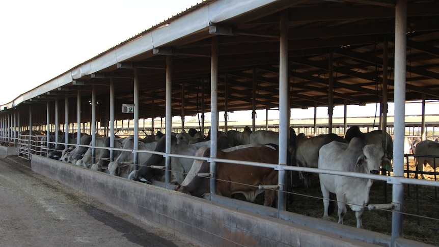 cattle in a feedlot