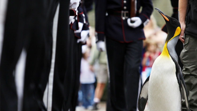 Shortly before the sword ceremony he deposited a discrete white puddle on the ground.