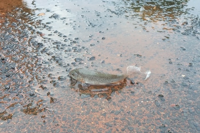 A small silver fish flounders in a puddle on the road