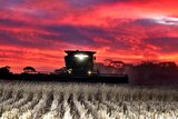 A bumper year for WA grain farmers
