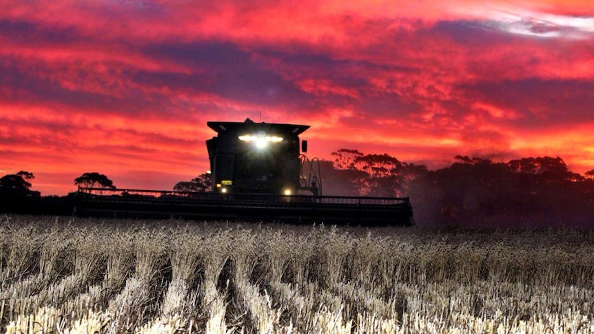 A bumper year for WA grain farmers