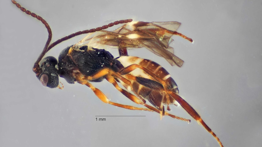 A wasp with a black head and a striped brown body is close up through a microscope.