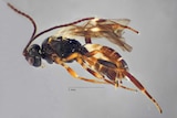 A wasp with a black head and a striped brown body is close up through a microscope.